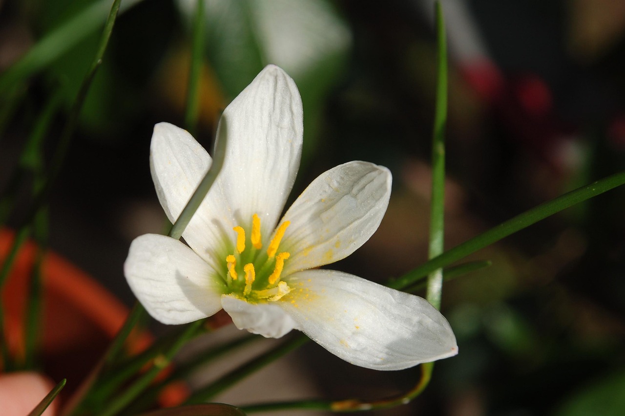 Sitemapcdatahttpscookniqoocom4 Images 1 Mot Fleur Blanche
