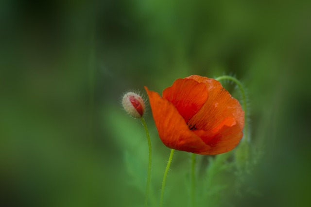 Free Red Poppy photo and picture