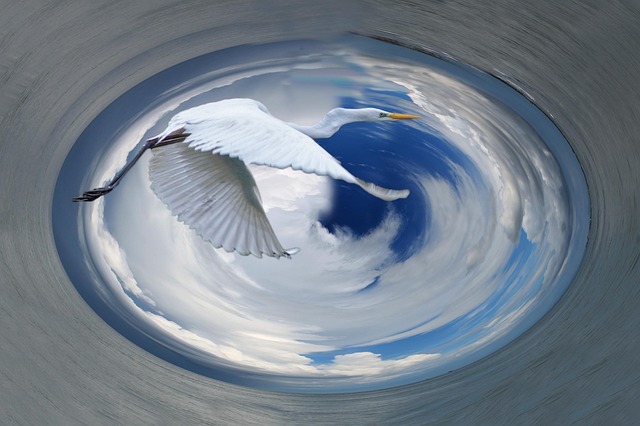 Free Heron Bird photo and picture