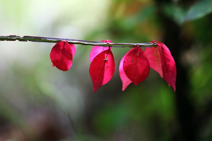 3+ Free 마지막 잎새 & Leaf Images - Pixabay