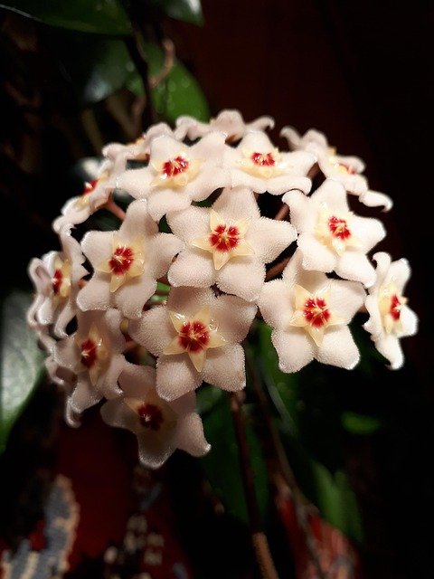 Free Flower White photo and picture