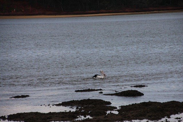 Free Queensland Pelican photo and picture