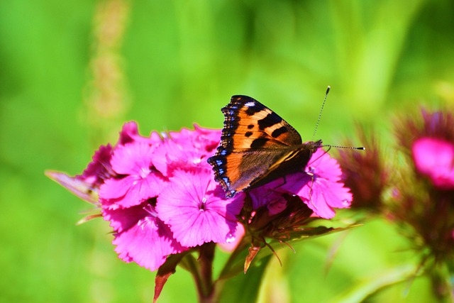Schmetterling, Blume, Blumentapete