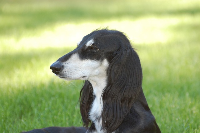 Hund, Schwarz, Tier, White, Haustier