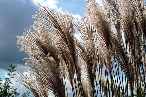 Junco, Phragmites, Tipo De Hierba