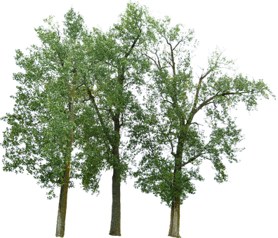 Free Trees Trees With No Background photo and picture