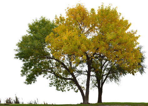 Free Tree With No Background photo and picture