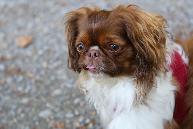 Hund, Lille, Sød, Kæledyr, Wuschelig