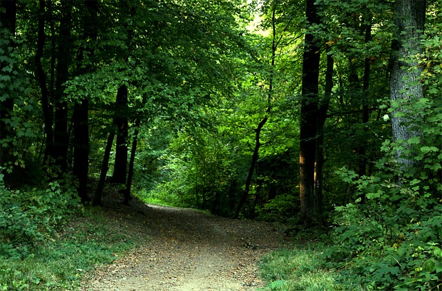 Skov, Blade, Natur, Efterår, Landskab