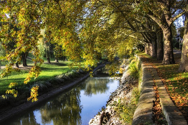 Otoño, Árboles, Naturaleza, Acostado