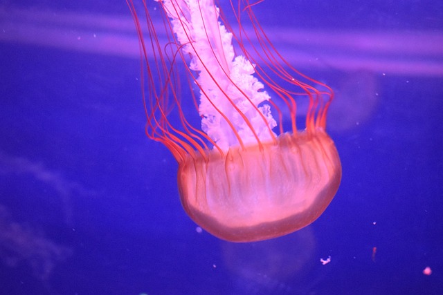 Free Astonished Jellyfish photo and picture