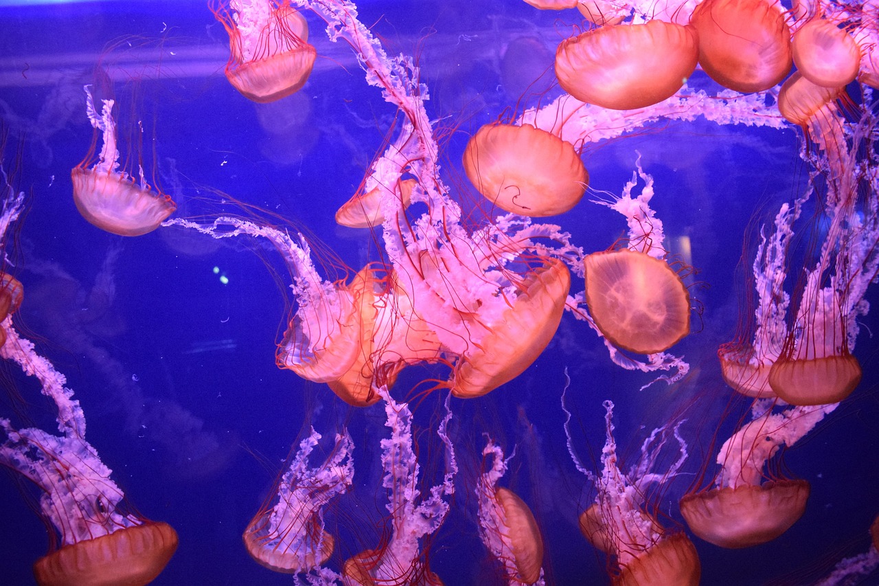 20+ kostenlose Meduse und QualleBilder Pixabay