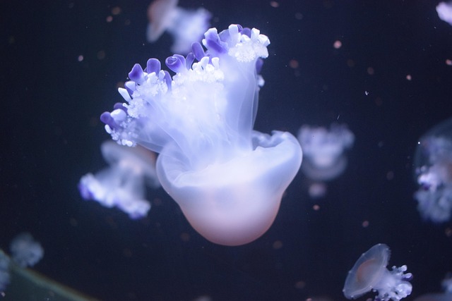 Free Astonished Jellyfish photo and picture