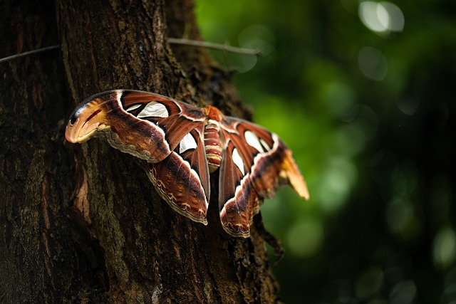 Free Butterfly Tropics photo and picture