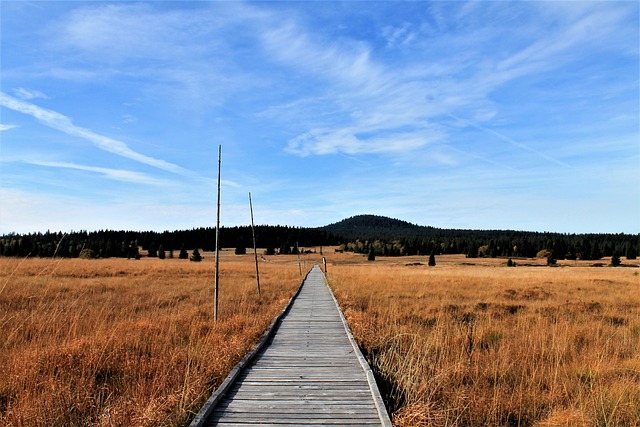 Landskab, Sti, Efterår, Natur, Græsser