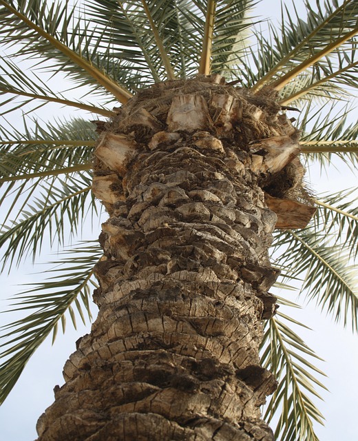 Palm Tree Trunk Free photo on Pixabay Pixabay