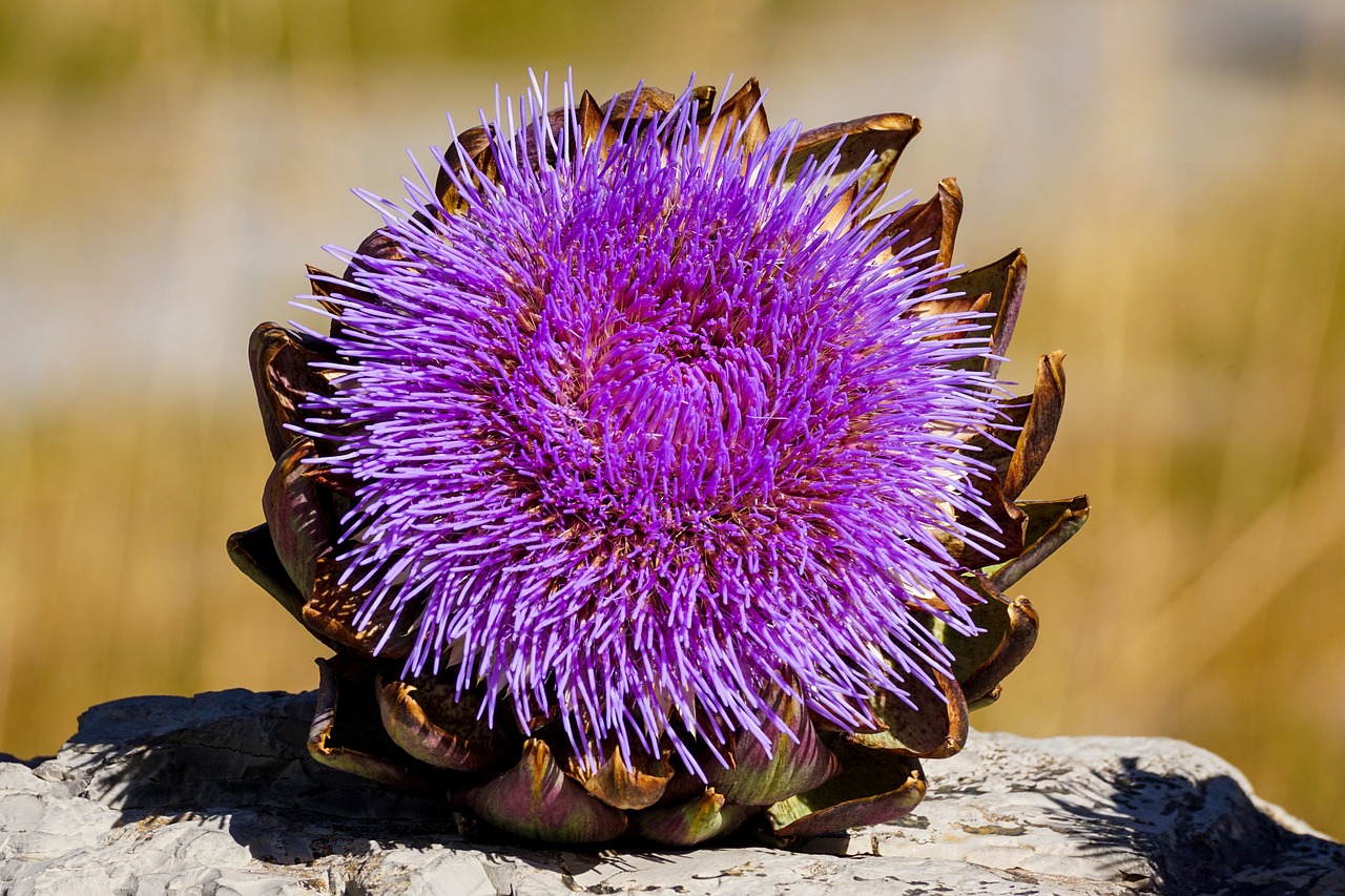 Artichoke Bloom Blossom Free photo on Pixabay Pixabay