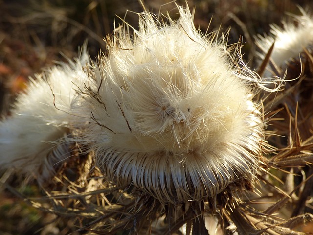 Cardo, Seca, Flor, Raríssima, Prado