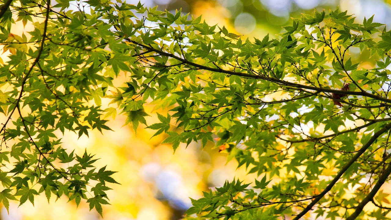 枫 树叶 分支 - Pixabay上的免费照片 - Pixabay