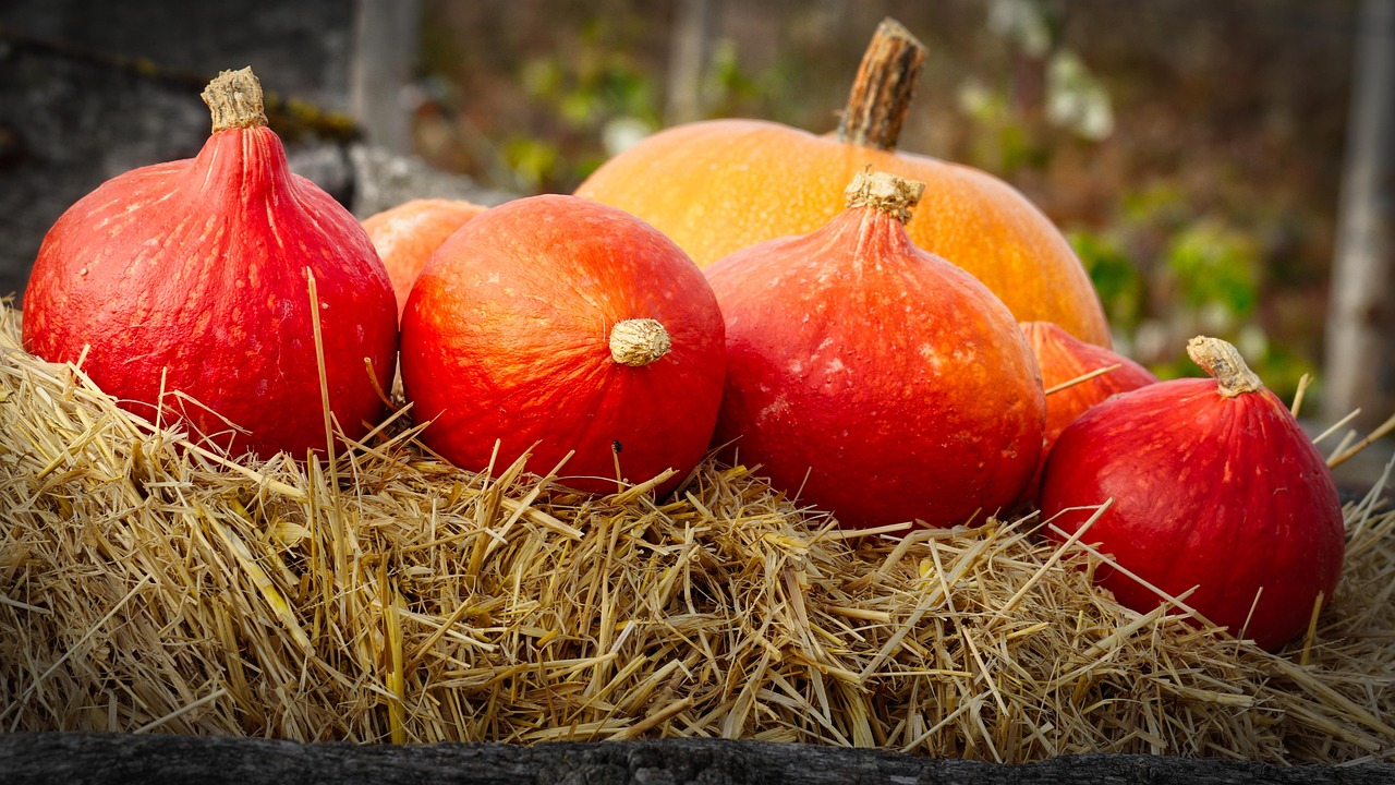 Pumpkins - free online jigsaw puzzle photo