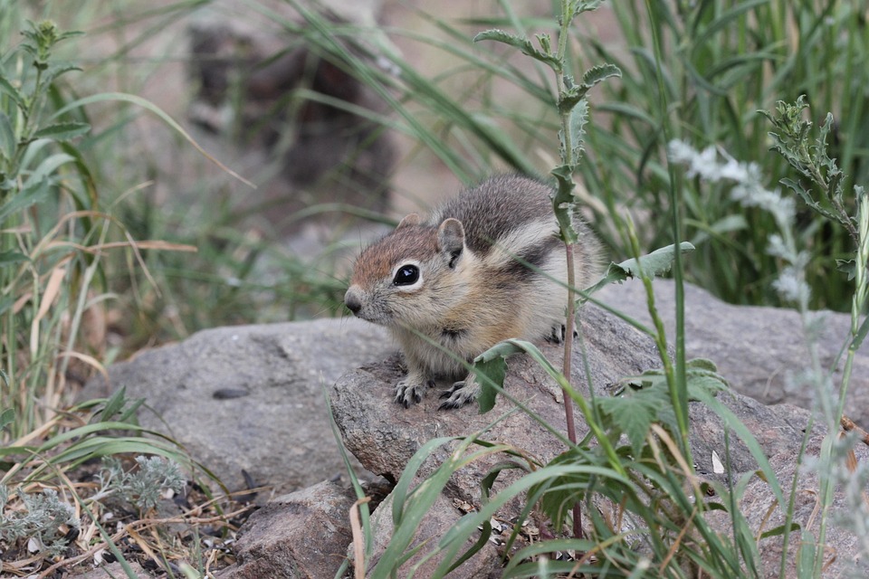 chipmunk cute animal free