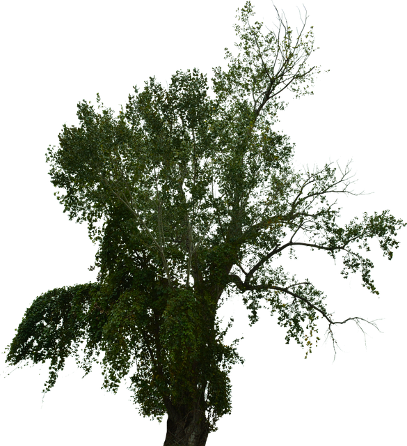 Free Dead Tree Dead Tree With No Background illustration and picture