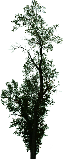 Free Dead Tree Dead Tree With No Background illustration and picture