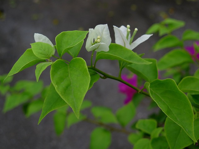 Konfetti, Blume, Bäume, Weiß, Leer
