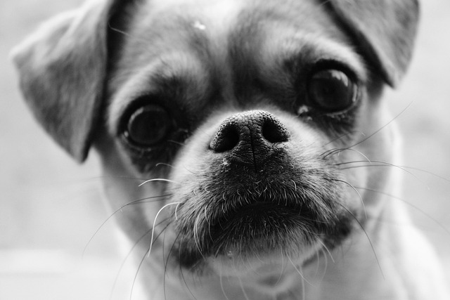 Free Close Up Dog photo and picture