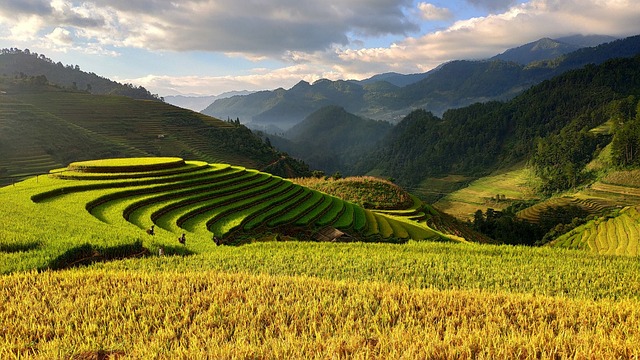 agriculture, vietnam, terraces, vietnam agriculture, farm, green, travel, harvest, farmer, nature, natural, plant, rice, province, mountain, sky