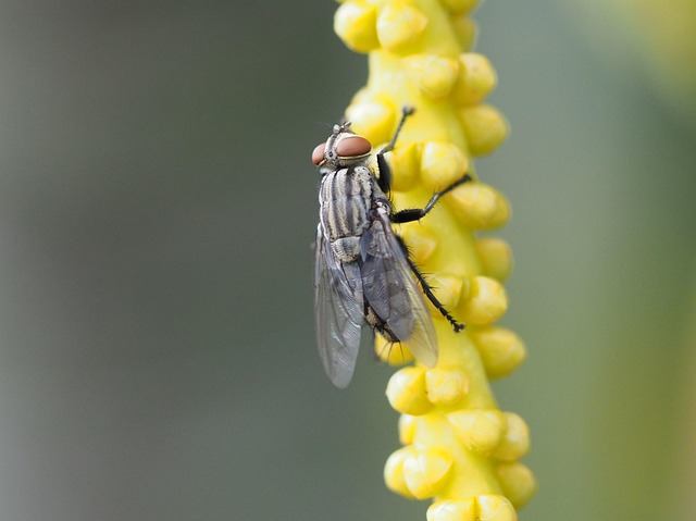 Free Fly Insect photo and picture