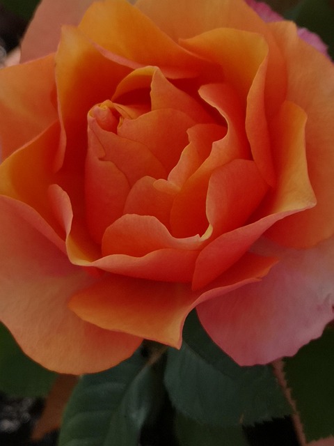 Natur, Blomst, Rose, Kronblade, Orange