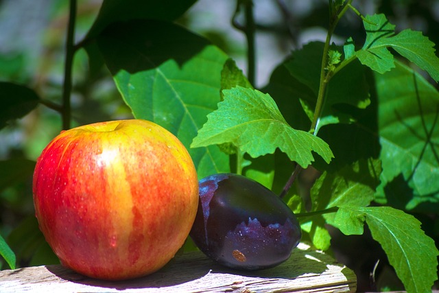 Free Apple Fruit photo and picture