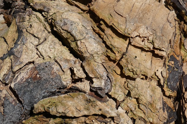 Holz, Wald, Alt, Protokoll, Herbst