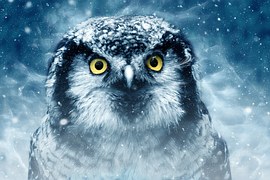 Bird, Owl, Eyes, Animal, Looking
