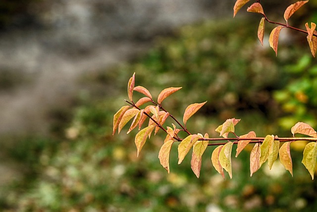枝杈 落下 自然 - Pixabay上的免费照片 - Pixabay