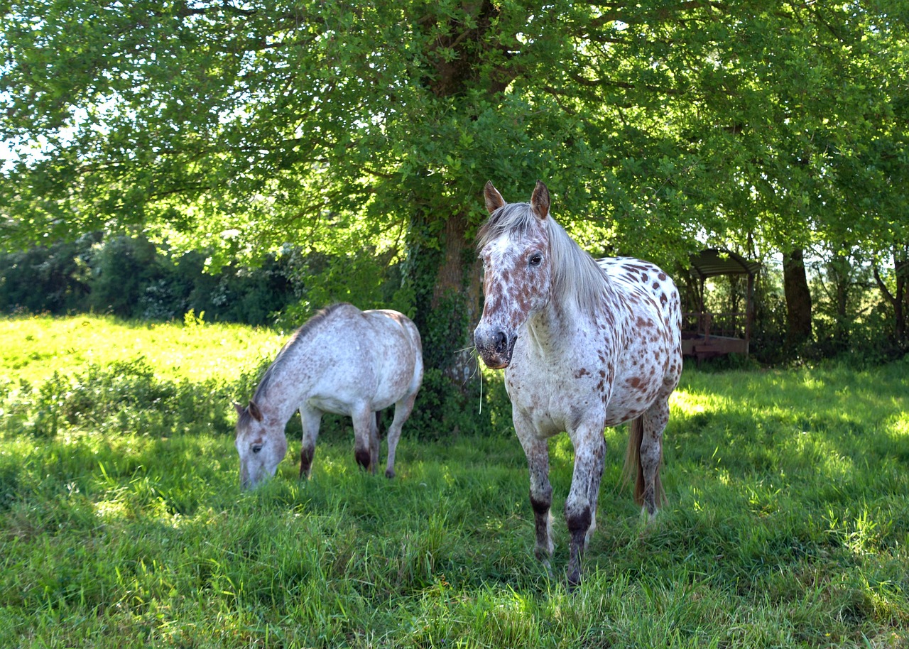 Horse - free online jigsaw puzzle photo
