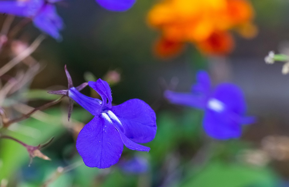 Nature Flower Blossom - Free photo on Pixabay