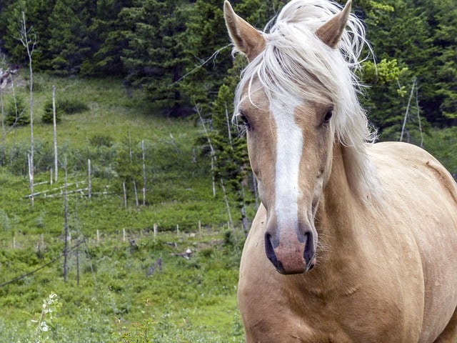Pferd, Säugetier, Tier, Pferdesport