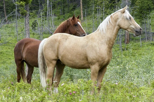 Free horse mammal nature illustration