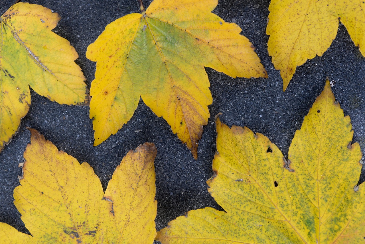 Yellow - free online jigsaw puzzle photo