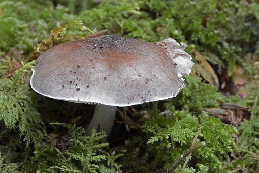 Pilz, Blätterpilz, Waldpilz, Herbst
