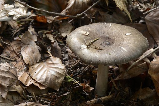 Pilz, Blätterpilz, Waldpilz, Herbst