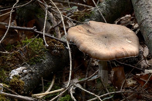 Pilz, Blätterpilz, Waldpilz, Herbst