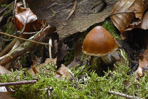 Pilz, Blätterpilz, Waldpilz, Herbst
