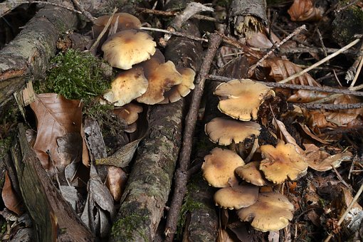 Pilz, Kuhröhrling, Herbst, Wald