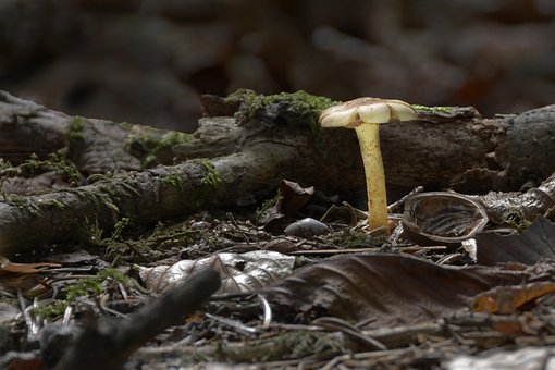 Pilz, Röhrling, Herbst, Wald, Natur