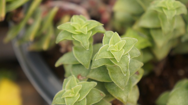 Free Succulent Plant photo and picture