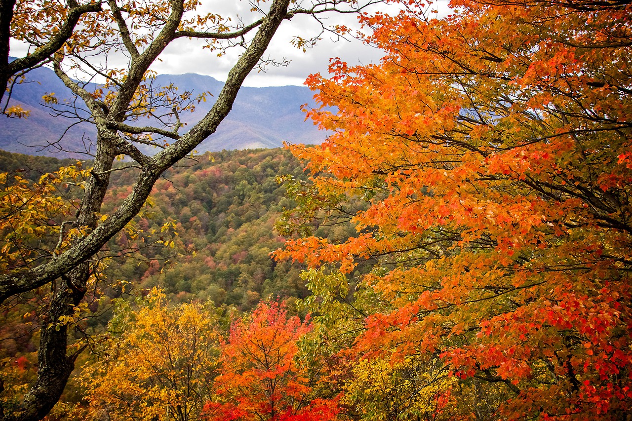 落下 秋天 树叶 - Pixabay上的免费照片 - Pixabay