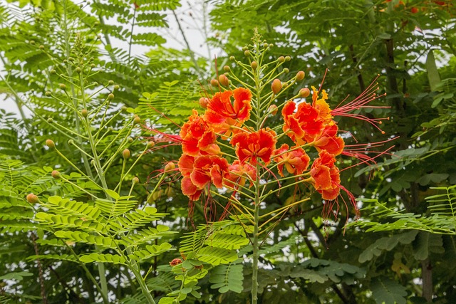 Free Flamboyant Flower photo and picture